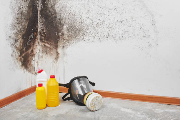 Best Mold Testing and Inspection Services in Farmersville, OH
