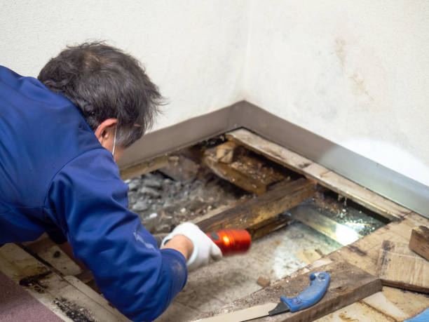 Best DIY Mold Remediation Support Services in Farmersville, OH