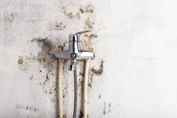 Best Industrial Mold Remediation in Farmersville, OH
