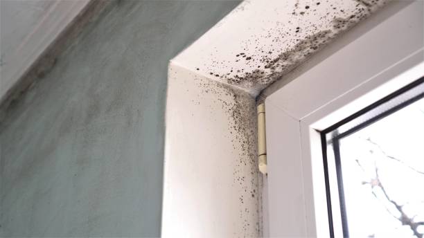 Best Mold Remediation for Specific Building Types in Farmersville, OH