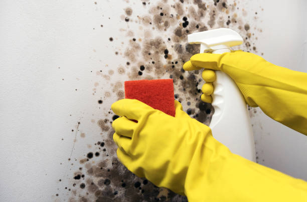 Best HVAC Mold Remediation in Farmersville, OH