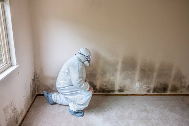 Best Emergency Mold Remediation in Farmersville, OH