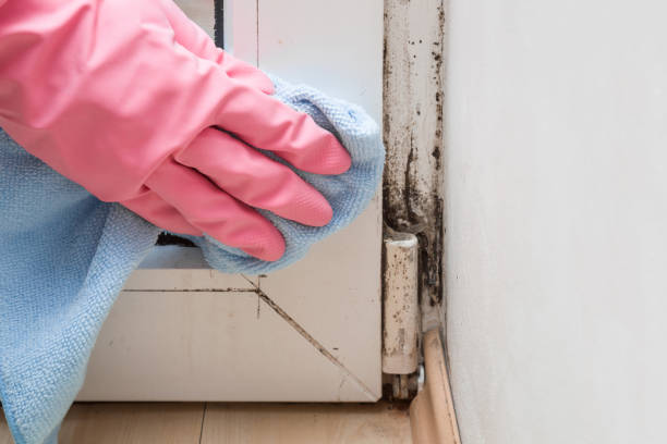 Best Crawl Space Mold Remediation in Farmersville, OH