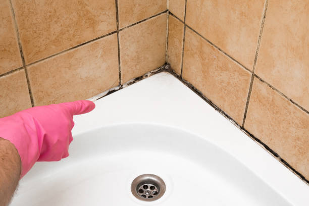 Best Preventive Mold Services in Farmersville, OH